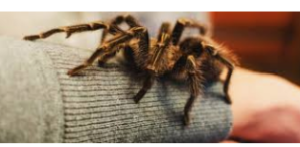 ترس از عنکبوت در کودکان 